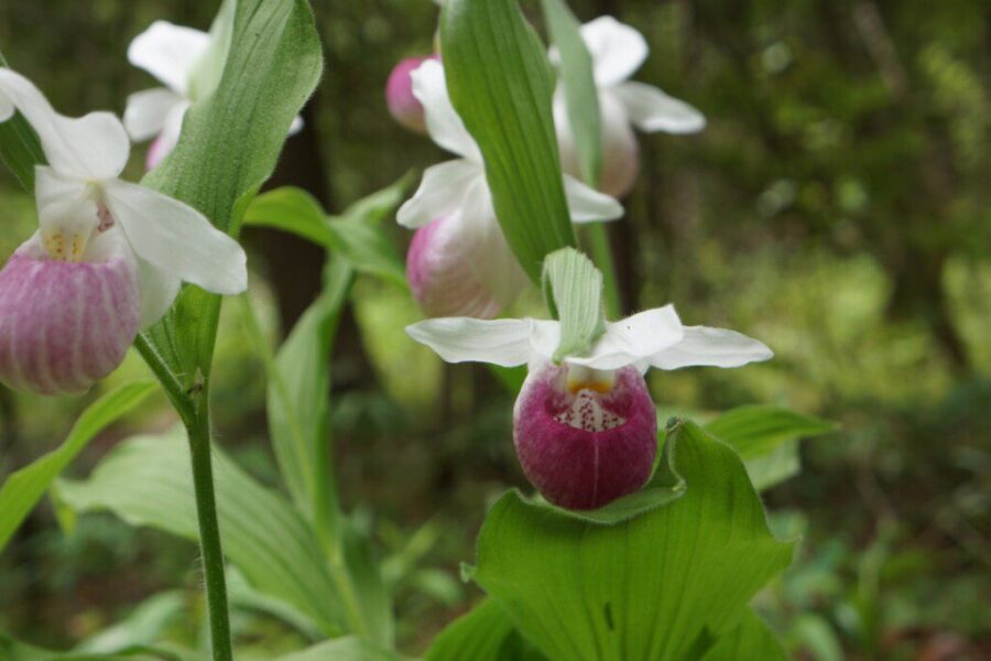 Gėlė, kurios beveik nereikia laistyti: skridbulė sukuria žydintį kilimą net akmenuotoje dirvoje