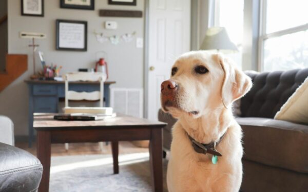 Šuo jūsų bute, bet taisyklės ne visada jūsų: nežinojimas gali skaudžiai paliesti piniginę