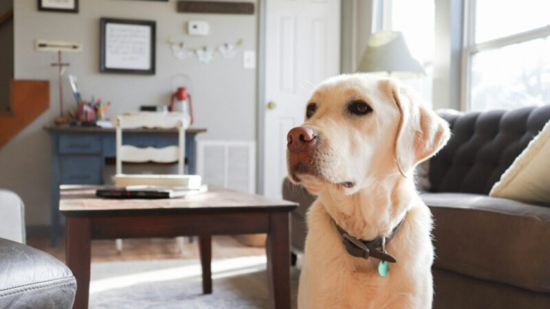Šuo jūsų bute, bet taisyklės ne visada jūsų: nežinojimas gali skaudžiai paliesti piniginę