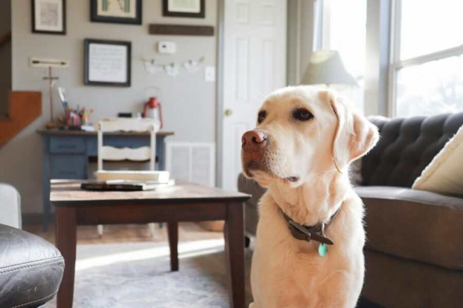 Šuo. Unsplash nuotr.