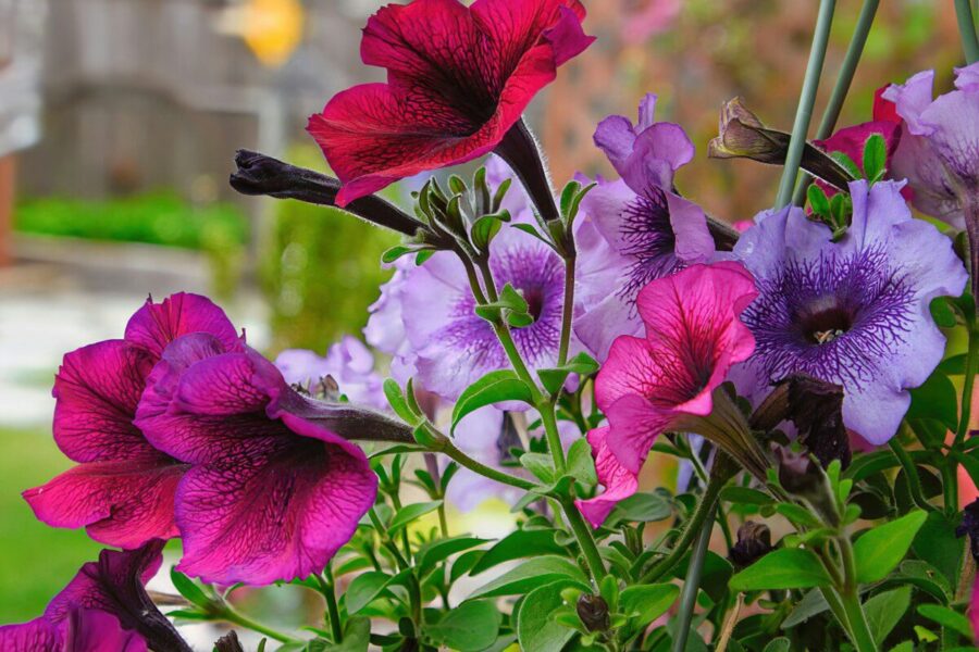 Petunija vešli, bet nežydi: sodininkai atskleidžia svarbiausias klaidas ir priežiūros detales