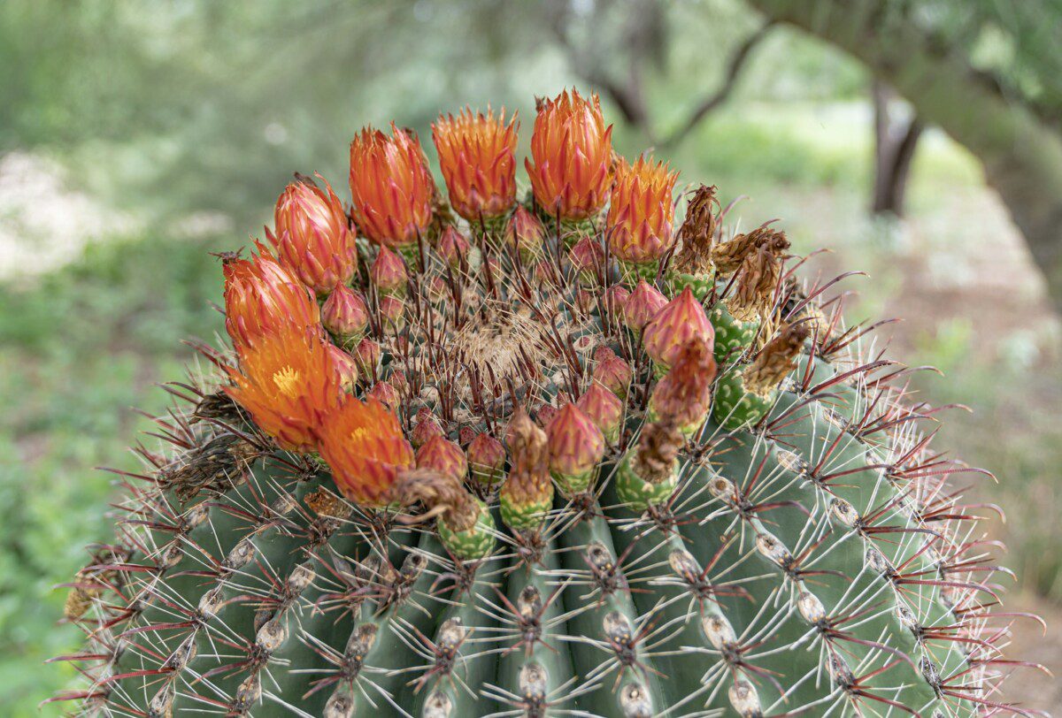 Kodėl jūsų kaktusas vis dar nežydi? Atsakymas gali nustebinti