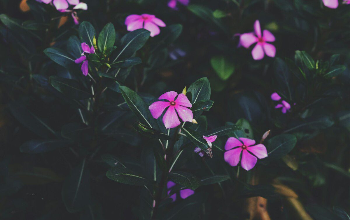 Geresnė alternatyva petunijoms? Katarantas žavi sodininkus gausiu žydėjimu be varginančios priežiūros