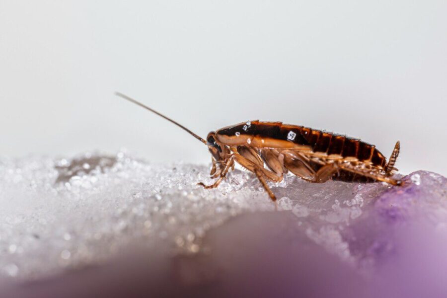 Mokslininkai atskleidė netikėtą vabzdžių elgesį: sparnų netekę tarakonai tampa ištikimesniais partneriais