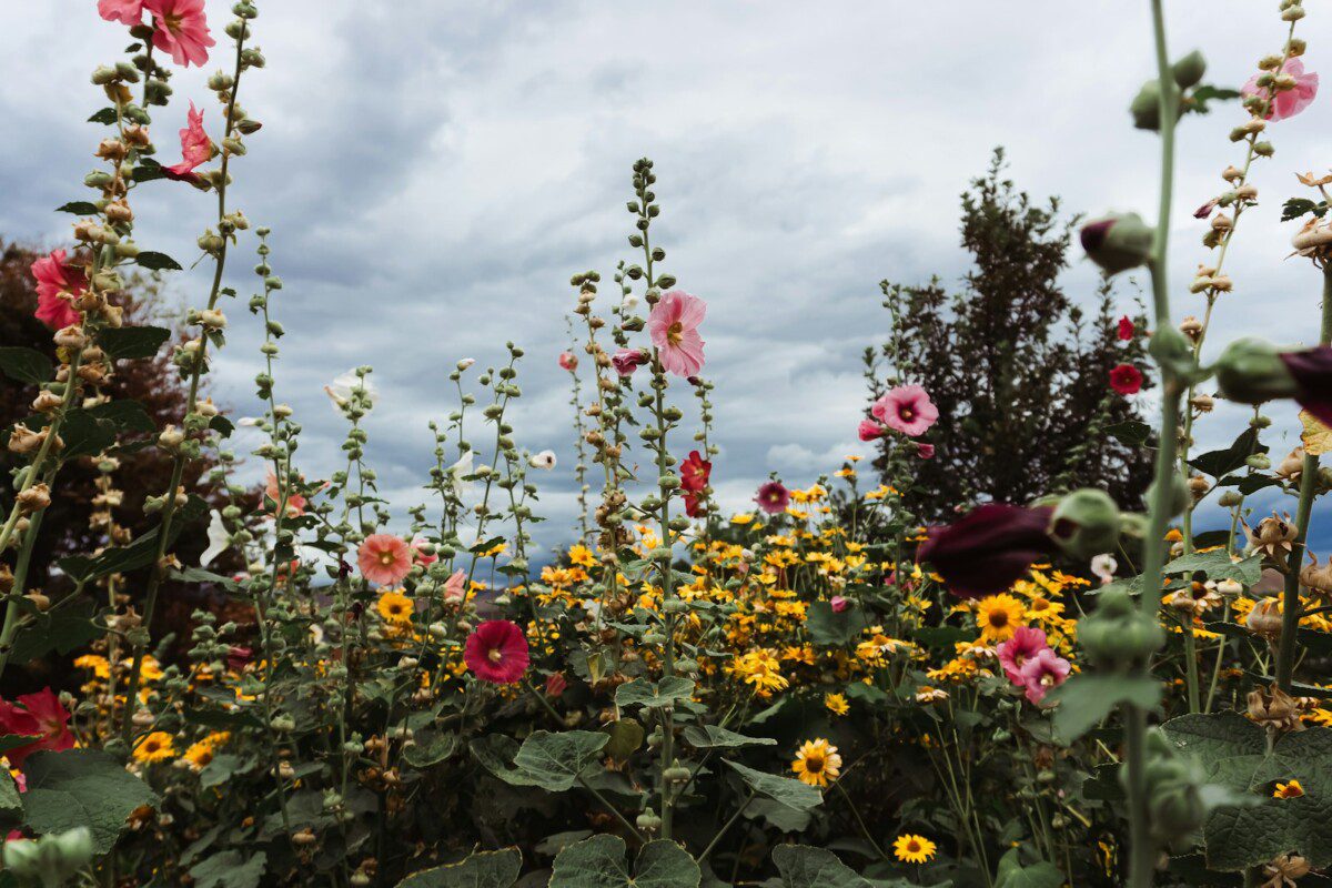 Gėlynas be vargo: daugiametės gėlės, kurios žydi nuo pavasario iki rudens ir nebijo lietuviškų žiemų