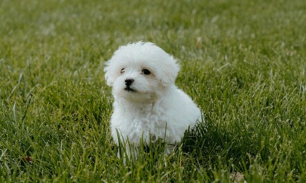 white long coat small dog on green grass field during daytime