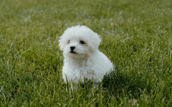 Ji priglaudė mažą šuniuką iš geros širdies, bet net neįsivaizdavo, kuo jis taps užaugęs – pamatykite patys