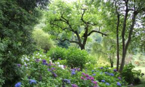 purple flower field during daytime