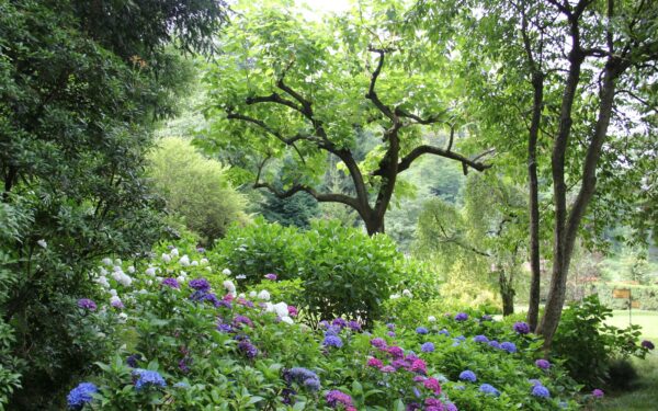 Šių medžių šalia geriau nesodinti: sodininkų klaida, kuri kasmet kainuoja dalį derliaus