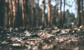 selective focus photography of dried leaves