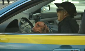 brown dog in front of black steering wheel