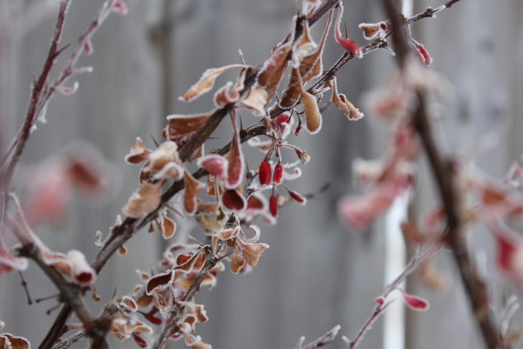 pink petaled flowers