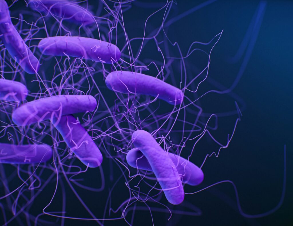 purple bacterias
