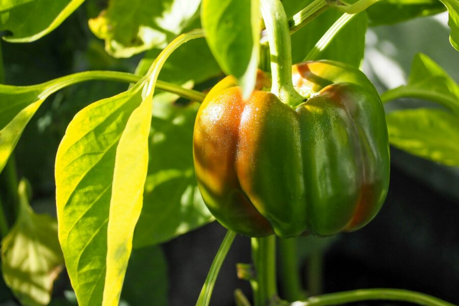 green and red bell pepper
