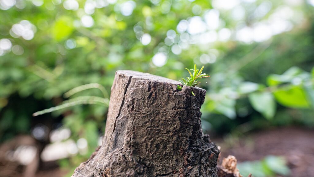 A tree stump with a small plant growing out of it