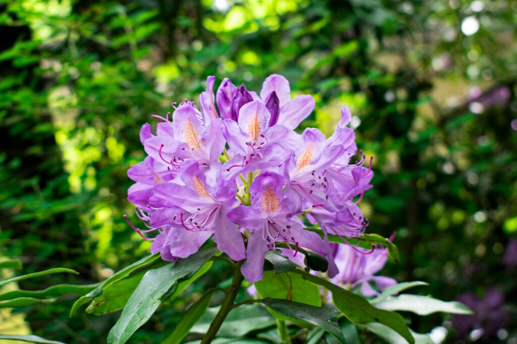 a purple flower with green leaves in the background