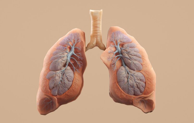 Here's a caption for the image: human lungs with trachea shown.