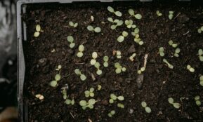 a box filled with dirt and small green plants