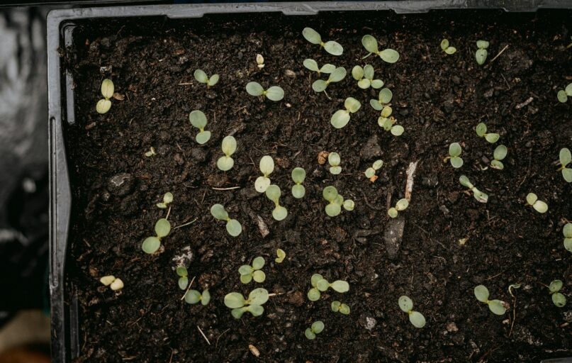a box filled with dirt and small green plants