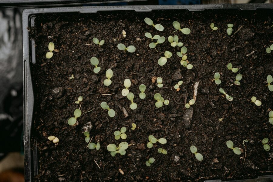 a box filled with dirt and small green plants
