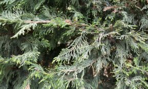 a group of green trees