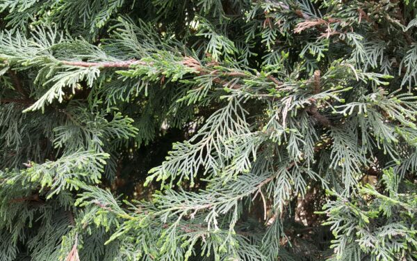 Tujų sodinimo ir priežiūros gidas: atskleidė, ar tikrai pakanka tiesiog pasodinti ir pamiršti