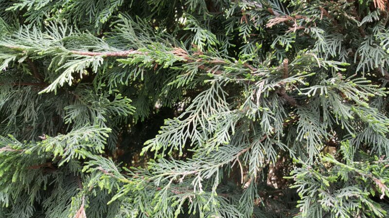 Tujų sodinimo ir priežiūros gidas: atskleidė, ar tikrai pakanka tiesiog pasodinti ir pamiršti