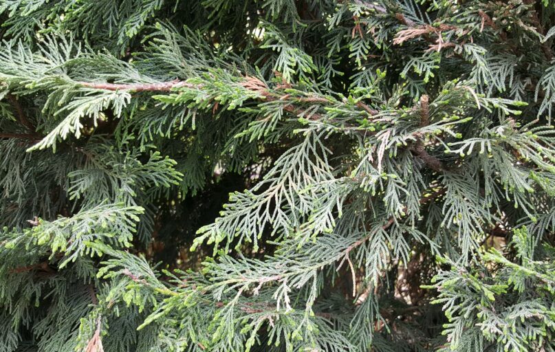 a group of green trees