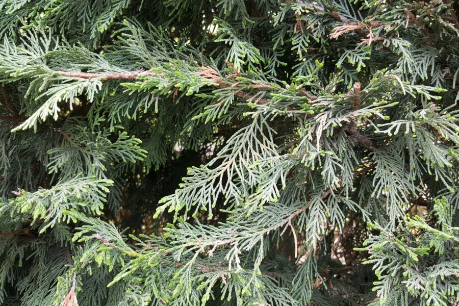 a group of green trees
