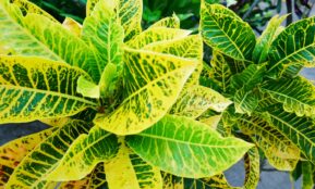 a close up of a green and yellow plant