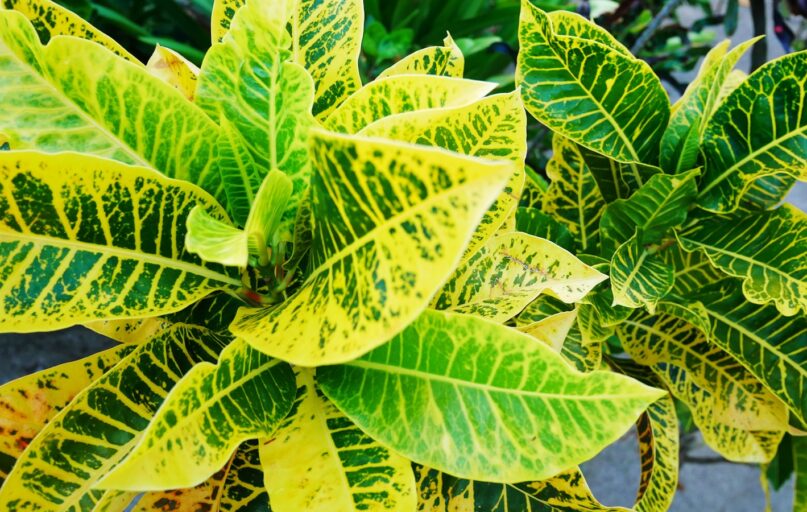 a close up of a green and yellow plant