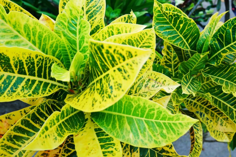 a close up of a green and yellow plant