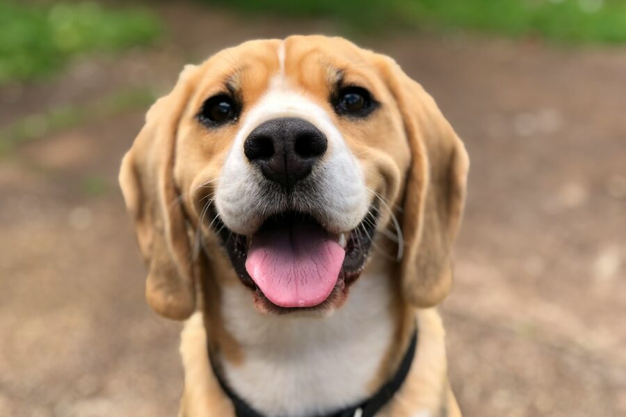 dog's face