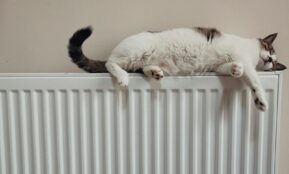 white and black cat on white radiator heater
