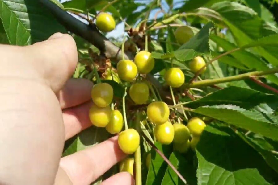 Pasirūpinkite sode augsiančiomis uogomis: įvardintos gudrybės, kurios apsaugos jas be jokios chemijos