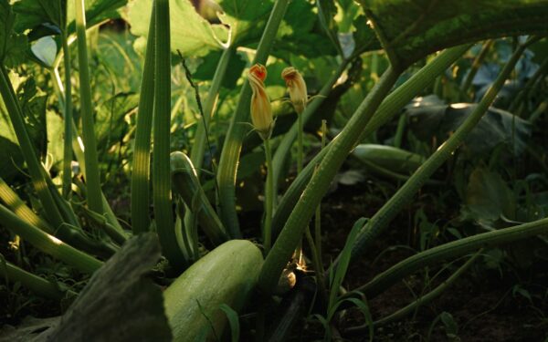 Pavargote nuo prastai dygstančių cukinijų? Šis paprastas triukas užtikrins tolygų derlių