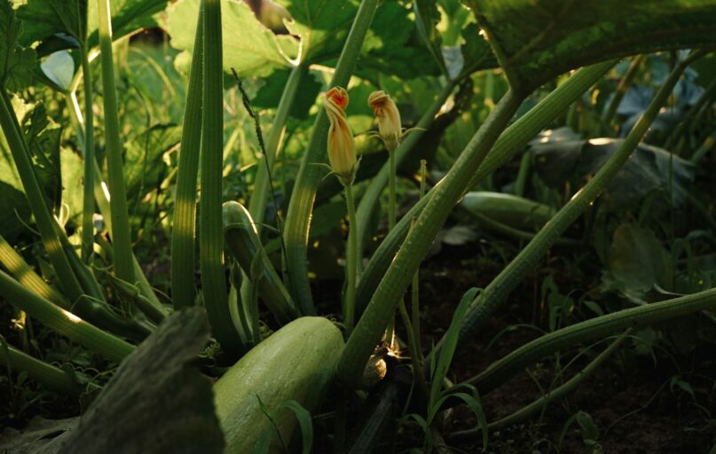 a plant with flowers