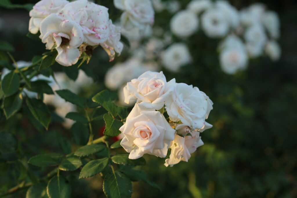 a group of white flowers
