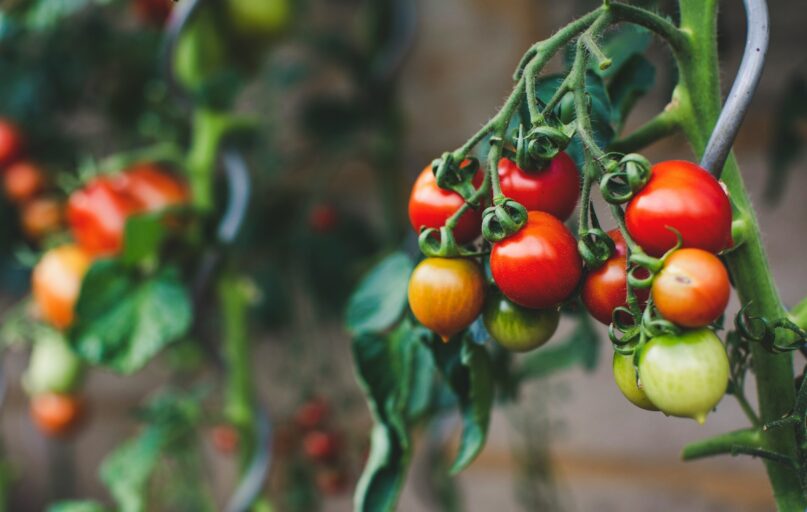 red and green oval fruits