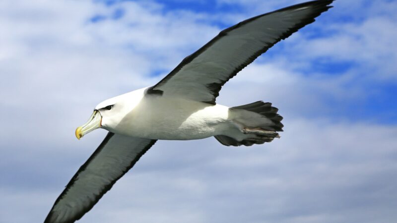 Mokslininkai sunerimę: kodėl šis retas paukštis nukeliavo tūkstančius kilometrų į šiaurę?