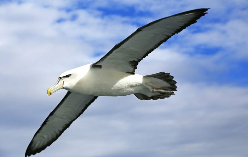 white and black bird flying under blue sky during daytime