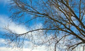 Bare tree branches against a bright blue sky
