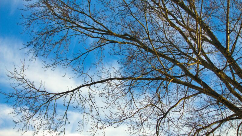 Svarbiausias darbas ankstyvą pavasarį: sužinokite, kada tiksliai reikia purkšti vaismedžius