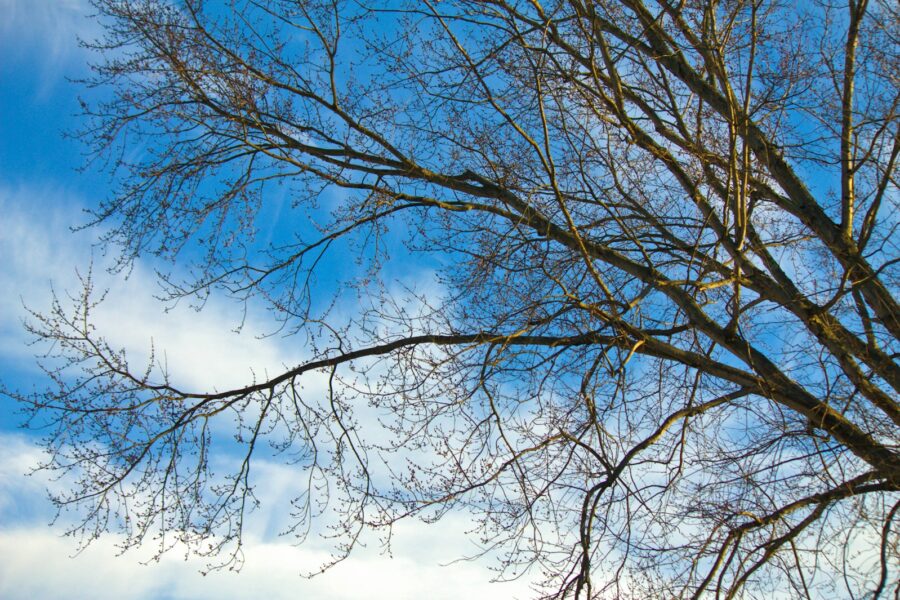 Bare tree branches against a bright blue sky