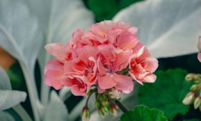 a close up of a pink flower on a plant