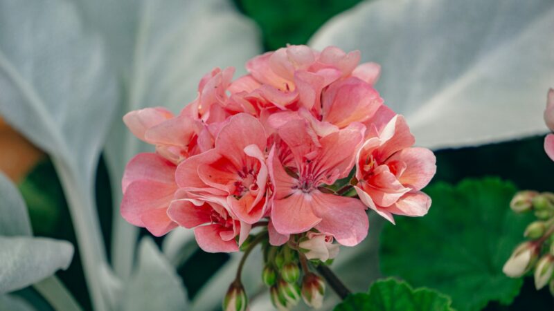 Sodininkų klaida: jei pavasarį to nepadarysite, pelargonijos liks retos ir nežydės