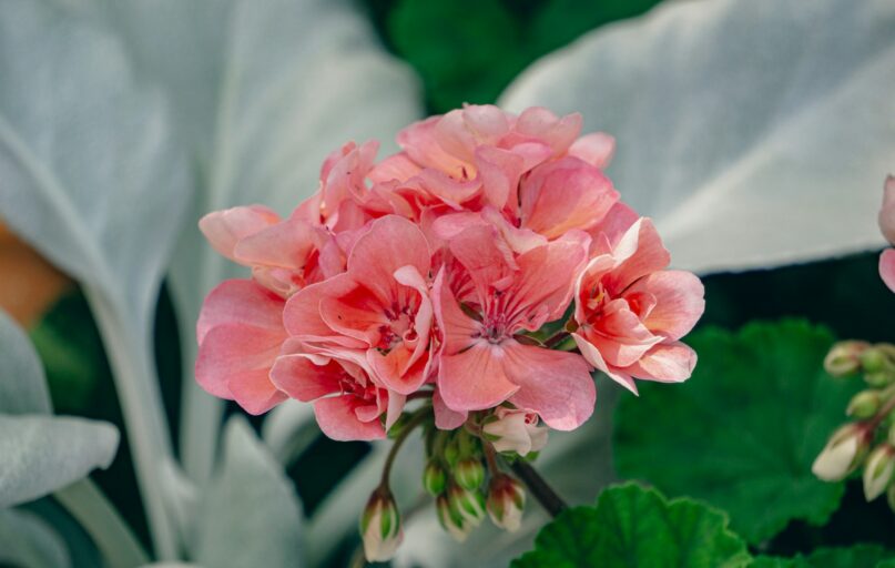 a close up of a pink flower on a plant