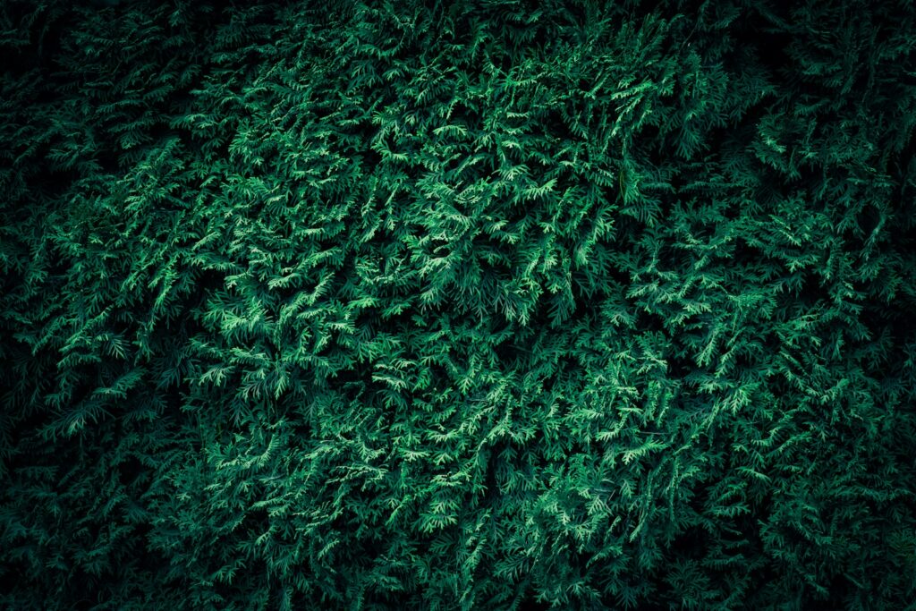 A close up view of a green mossy surface