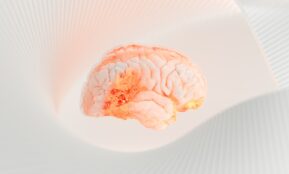 a close up of a human brain on a white surface