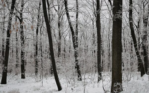 Speigas miške tapo mirtinas: pasiklydus trims žmonėms, viena moteris neišgyveno
